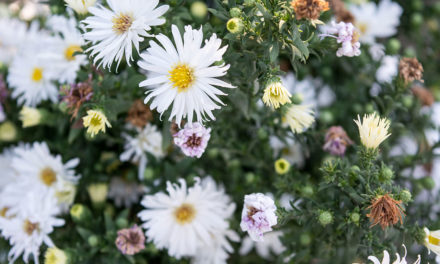 Beautiful Bouquets